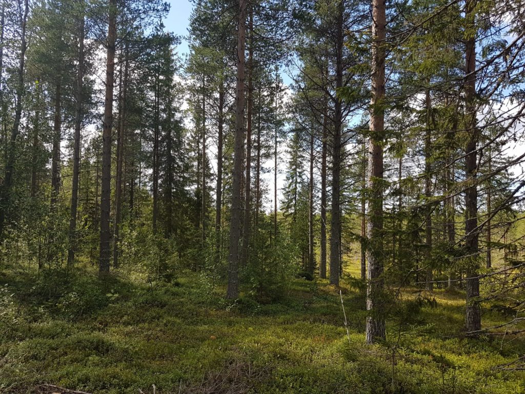 Metsätila Sattula määräala » Suomen MetsätKuntoon